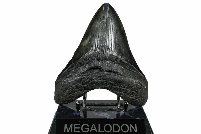 Fossil Megalodon Tooth - South Carolina #360784